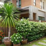 5 ดอกไม้มงคลยอดฮิต สำหรับปลูกบริเวณรั้วบ้าน เสริมโชคลาภ